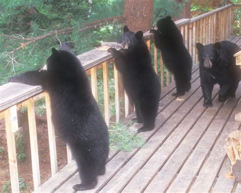 North American Bear Center - Bears & Humans