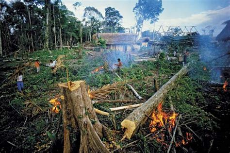 The Disappearing Rainforests | PATT Foundation