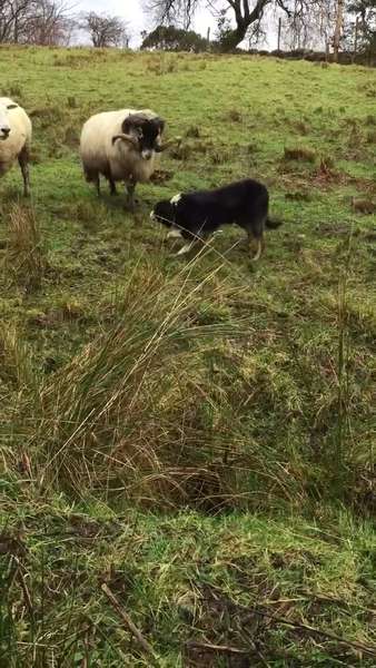 Border Collie Loves to Herd - One News Page VIDEO