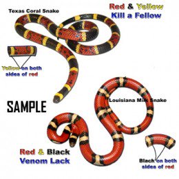 Venomous Snakes - The Coral Snake