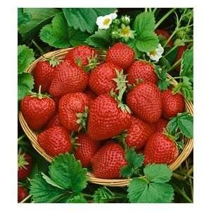 Eversweet Everbearing Strawberry Plant-two (2) Live Plants ...