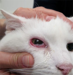 Image Gallery kitten diseases and symptoms