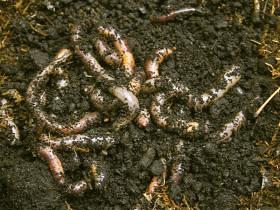 in soilHow to Grow: Earthworms- soil fertility,