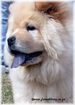 What can cause a blue tongue in a Chow Chow? - Quora