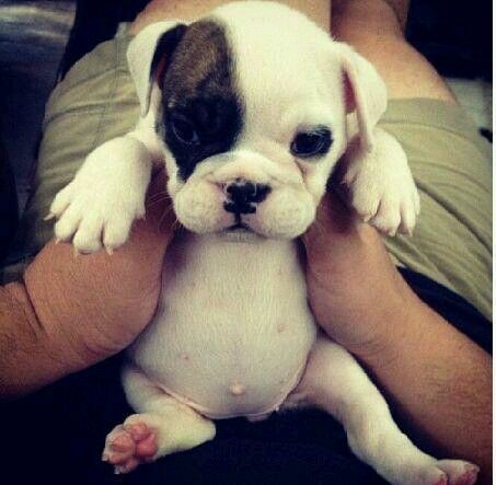 what an adorable little pot belly! the belly button just ...