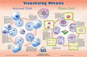 Neo Sci Visualizing Mitosis Laminated Poster, 35" Width x ...