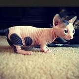 Hairless cat | I just cant | Pinterest