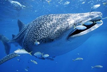 Is A Whale Shark A Fish Or Mammal ? - Naked Science Forum