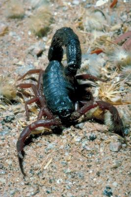What Do Scorpions Eat? | Animals - mom.me