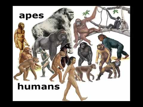 Evolution Why Are There Still Monkeys - Download HD Torrent