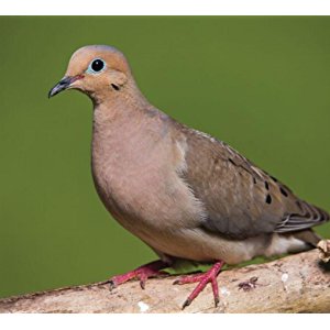 Amazon.com : Nature's Way Bird Products CWF3 Cedar ...