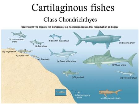 Class Chondrichthyes aka Cartilaginous fishes sharks and ...