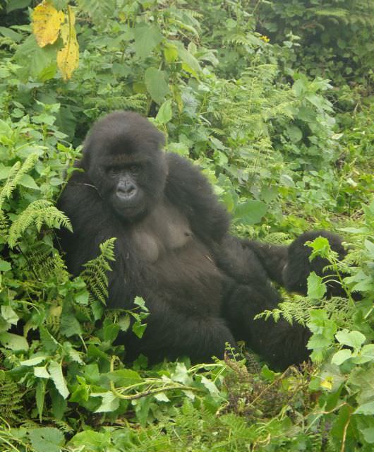 Trekking with Mountain Gorillas in Rwanda & Uganda | One ...