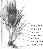 How To Grow A Pineapple !!! | Sky Walker's Blog