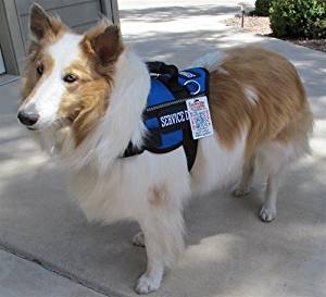 Amazon.com : Classic Service Dog Harness Vest with FREE ...