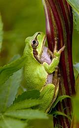 Japanese Tree ​Frog​