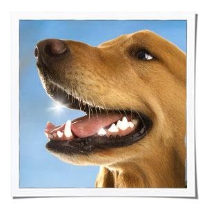 Amazon.com : GREENIES Dental Dog Treats, Teenie, Original ...