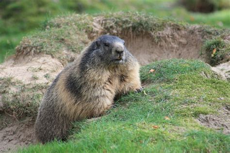 Free photo: Marmot, Animal, Rodent - Free Image on Pixabay ...