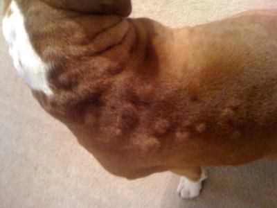 Dog Hives | www.pixshark.com - Images Galleries With A Bite!