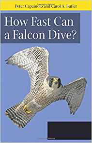 How Fast Can A Falcon Dive?: Fascinating Answers to ...
