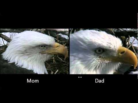 Decorah Eagles - How to Tell Difference between Mom and ...