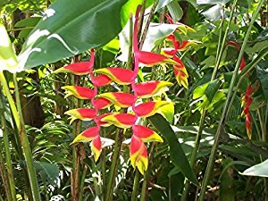 Amazon.com : Heliconia Rostrata 'Hanging Lobster Claw ...
