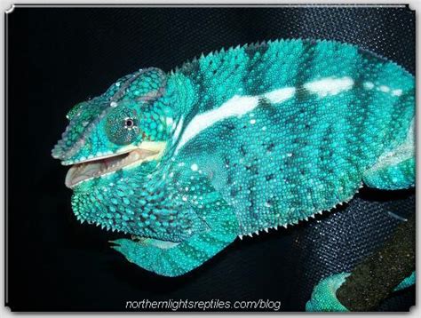 Panther Chameleons Teeth | Northern Lights Reptiles