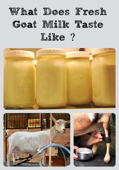 What Does Goat Milk Taste Like Anyway?