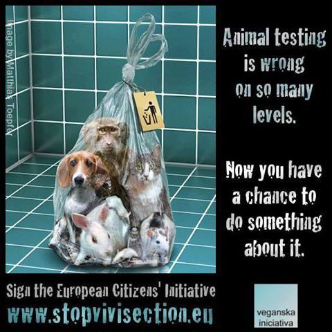 Animal Testing so cruel, so wrong. | Equality for All ...