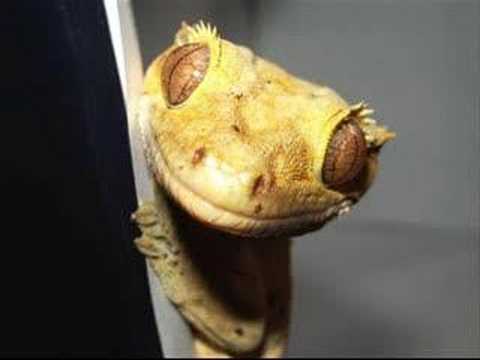Crested Gecko Making Sounds - YouTube