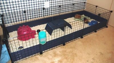 Is this tank safe for a guinea pig? - Quora