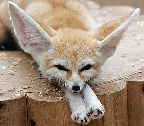 Much Does Pet Fennec Fox Cost