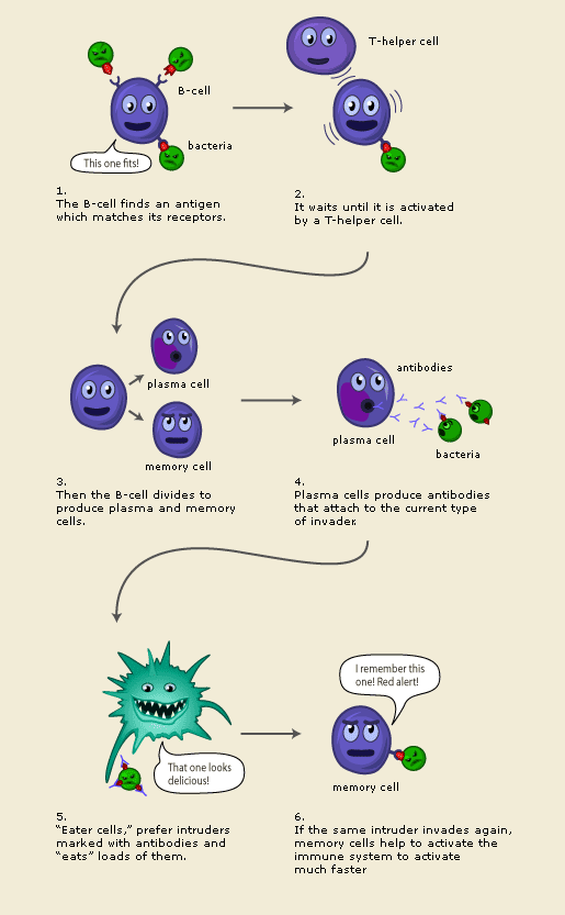 szimmunesystem