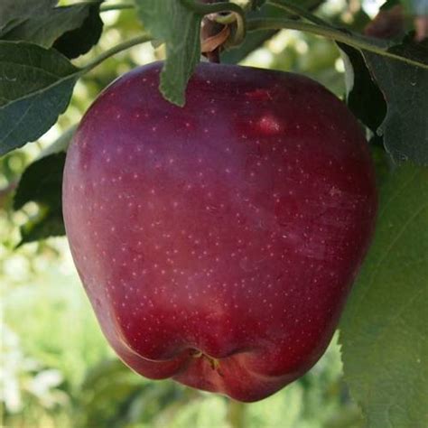 Apple tree 'Starkrimson' : buy Apple tree 'Starkrimson ...