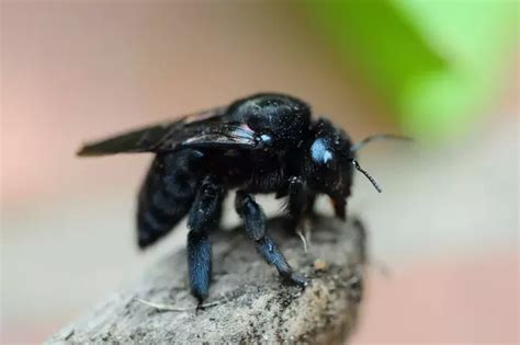 Are black bumble bees dangerous to humans? - Quora