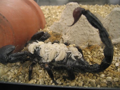 BABIES and Beautiful Mom: BABY SCORPIONS