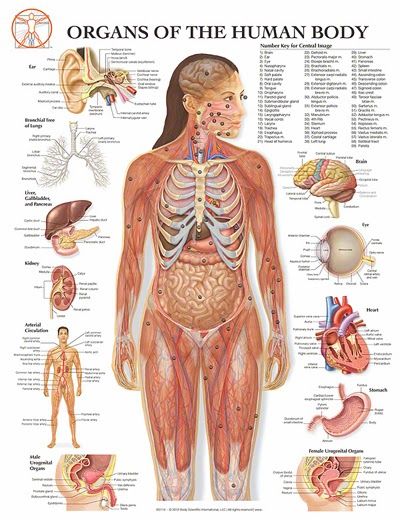 1000+ ideas about Human Body Structure on Pinterest | The ...