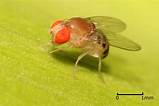 Drosophila ​Simulans​