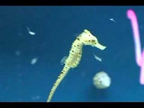 Kuda Seahorse Eating Mysis Shrimp - YouTube