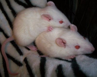 Domestic Rat Reproduction