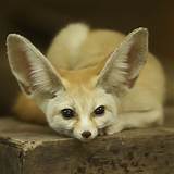 The Fennec Fox