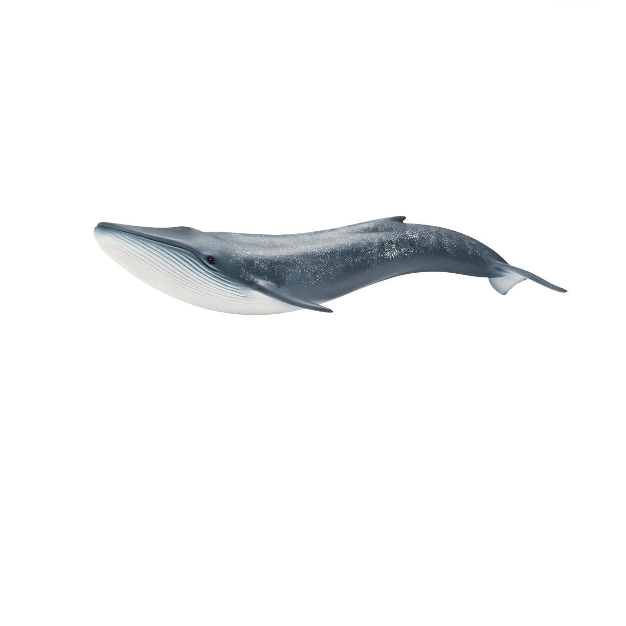 Amazon.com: Schleich Blue Whale Figure: Toys & Games