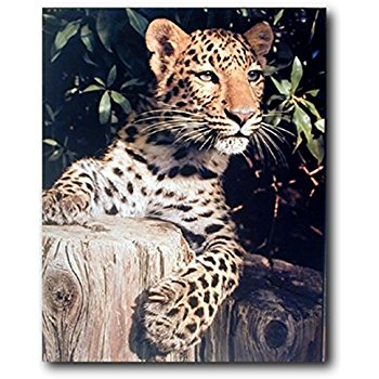 Amazon.com: Black Panther Wildlife Big Cat Wall Decor Art ...