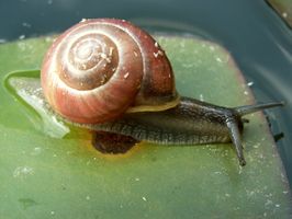 How to Know What do Water Snails Eat | eHow
