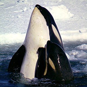 Amazon.com: Wild Animals of Antarctica 1: Appstore for Android