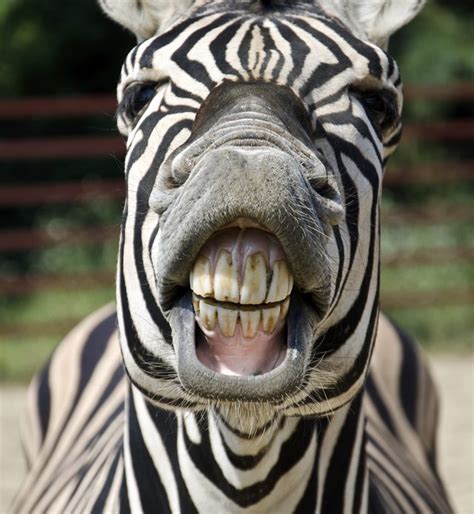 What Kind of Noise Does a Zebra Make? (with Pictures) | eHow