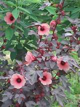 Cranberry ​Hibiscus​
