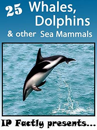 25 Whales, Dolphins and other Sea Mammals. Amazing facts ...