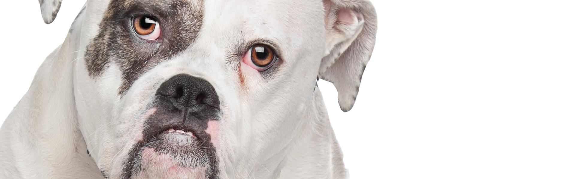Amazon.com : The Blissful Dog American Bulldog Nose Butter ...
