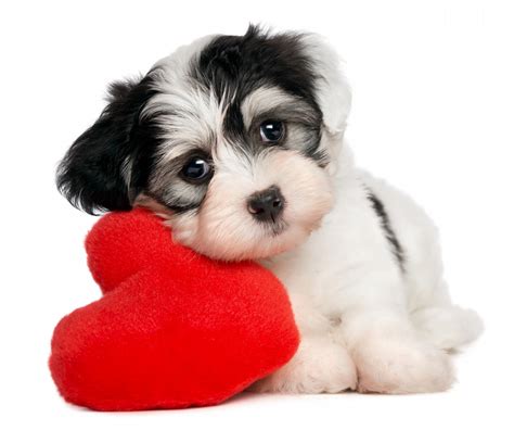 Havanese dog with big heart - ???? ? ????. ???????? ...